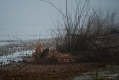011_Biebrza - kwiecien 2011